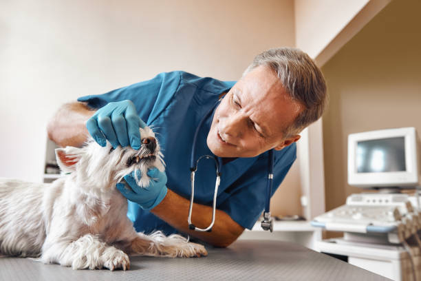 Best Emergency Root Canal Treatment in Chase City, VA